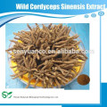 China BNP bieten natürlichen Cordyceps Sinensis Extrakt / wilden Cordyceps sinensis